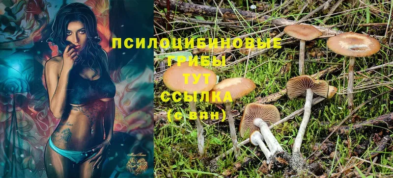 цена   Новоульяновск  Псилоцибиновые грибы Psilocybine cubensis 